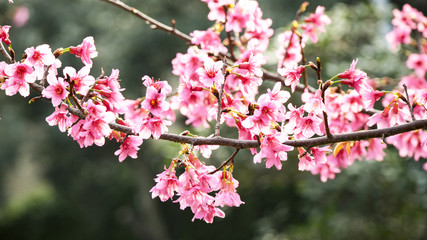 Cherry blossoms