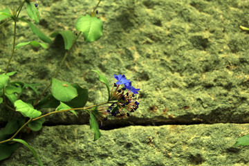 Синий цветок