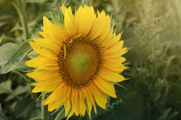 Zonnebloem in volle bloei