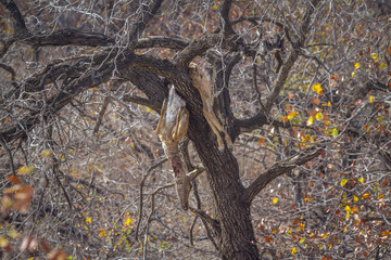 Impala kill by leopard in a tree in Kruger National park, South Africa ; Specie Aepyceros melampus