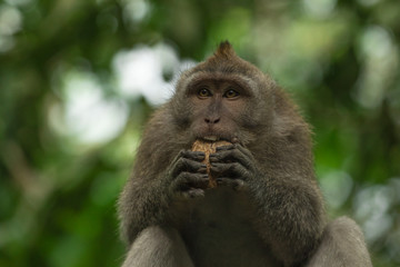 Portrait of a monkey's expression
