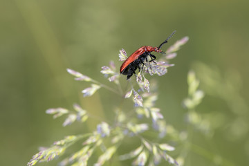 Cucujus cinnaberinus, beetle from the family of crimson, beautiful red color, side view