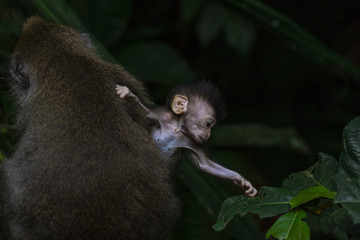 Baby monkey trying to reach a leaf