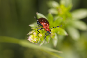 Cucujus cinnaberinus, beetle from the family of crimson, beautiful red color, top view