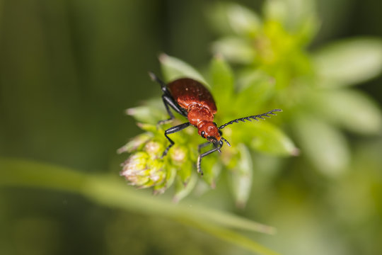 Cucujus cinnaberinus, beetle from the family of crimson, beautiful red color, top view
