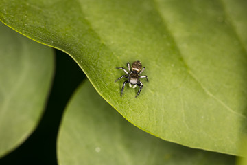 small jumping spider with a beautiful color, close up