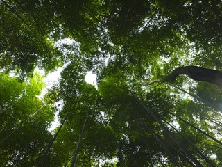 Locking Up Bamboo Forest