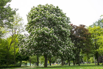trees in a park covered with flowers