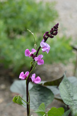 Ruby Moon Hyacinth Bean