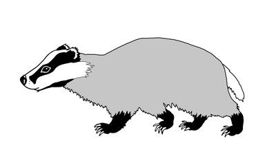 Dachs, Dachse, Vektor, europäischer Dachs, meles meles, badger, grimbart, schwarz, weiß, grau, Natur, Wald, isoliert © Uwe