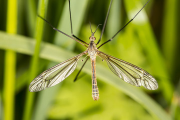 Tipula oleracea, big insect from the dipteran family, similar to a mosquito
