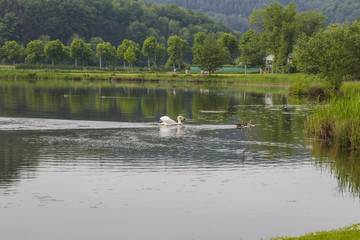 white swan falling ducks 