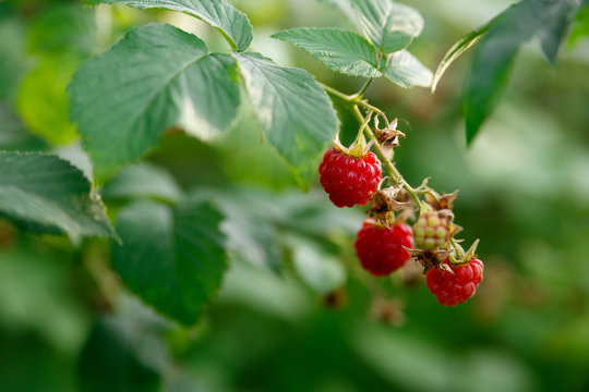 A bush of sweet and ripe raspberries, useful for health
