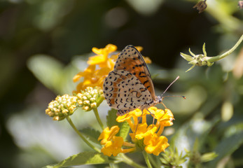 Melitaea didyma - Spotted fritillary