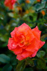 A large bud of red rose in drops of morning dew