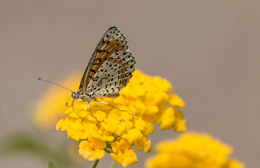 Melitaea didyma - Spotted fritillary