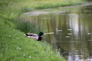 Duck in the water