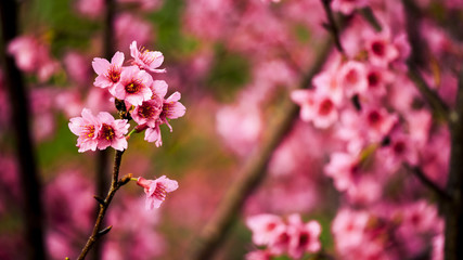 Fototapeta premium Cherry blossoms
