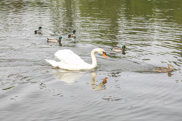 white swan swims on water with ducks, side view