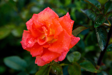 A large bud of red rose in drops of morning dew