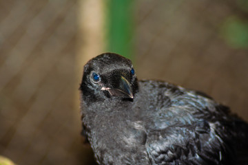 Kopf und Schnabel einer handaufgezogenen Rabenkrähe 