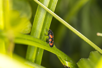 Eurydema ornata, bug from penataomidea family