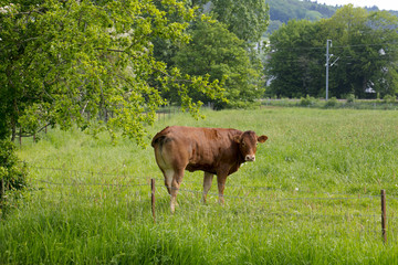 one red cow on the pasture 