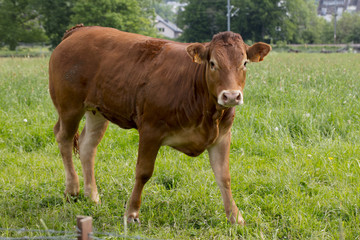 red cow on pasture