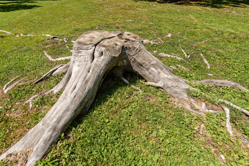 Old Tree Stump on a Green Grass