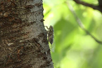 ツクツクボウシ