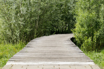 wooden footbridge between trees
