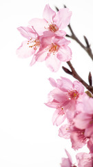 Naklejka na ściany i meble Cherry blossoms