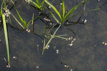 grass grows in water