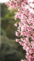 Naklejka premium Cherry blossoms