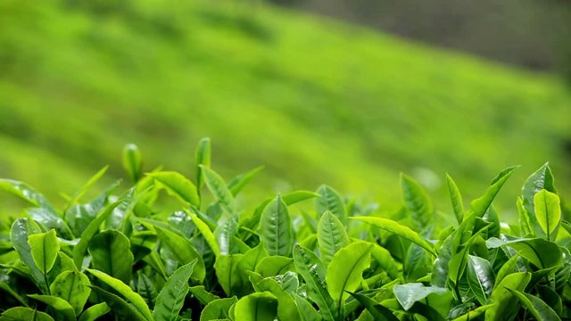 Close Up Of Green Tea Leaves At Ooty, India
