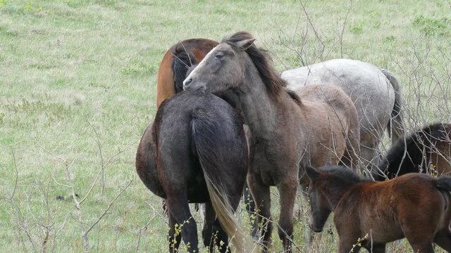 mating of wild horses
