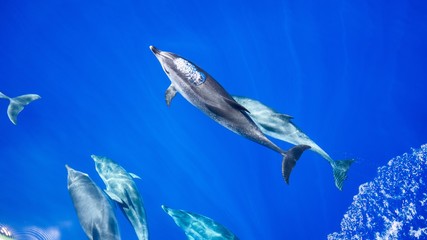 Bubble blowing dolphin in blue water. Dolphin. Blue. Water. © Zeed Media