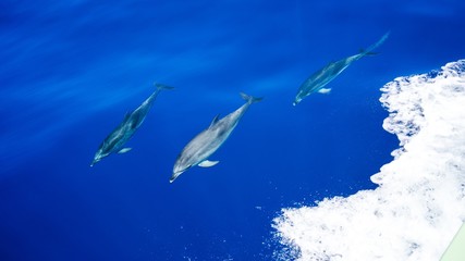 3 dolphins swimming side by side under blue water. dolphins.