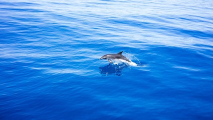Fototapeta premium Dolphin jumping out Blue water. Dolphin. Jumping. 