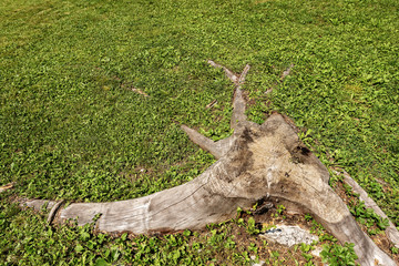 Old Tree Stump on a Green Grass