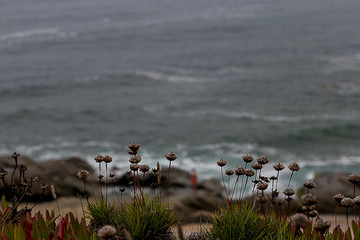 Plants at the shore