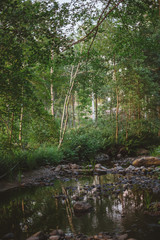 Stream in the forest