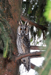 The big owl is sitting on a branch