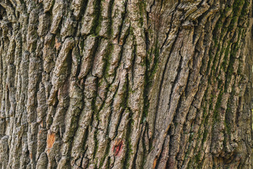 Texture of bark of old tree trunk. Natural background
