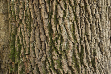 Texture of bark of old tree trunk. Natural background