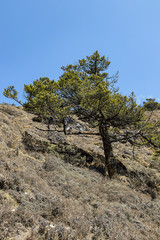 A lonely tree on a hillside