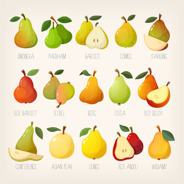 Set of colorful vector pears of different kinds with names.