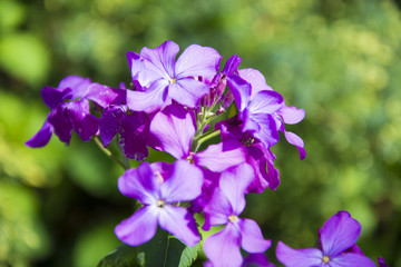 Violets © Heroc