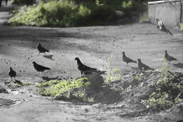 bird