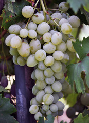 Cluster grapes with berries